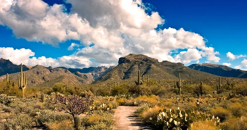 Social Media for Property Marketing: Tucson Landlord's Step-by-Step Guide